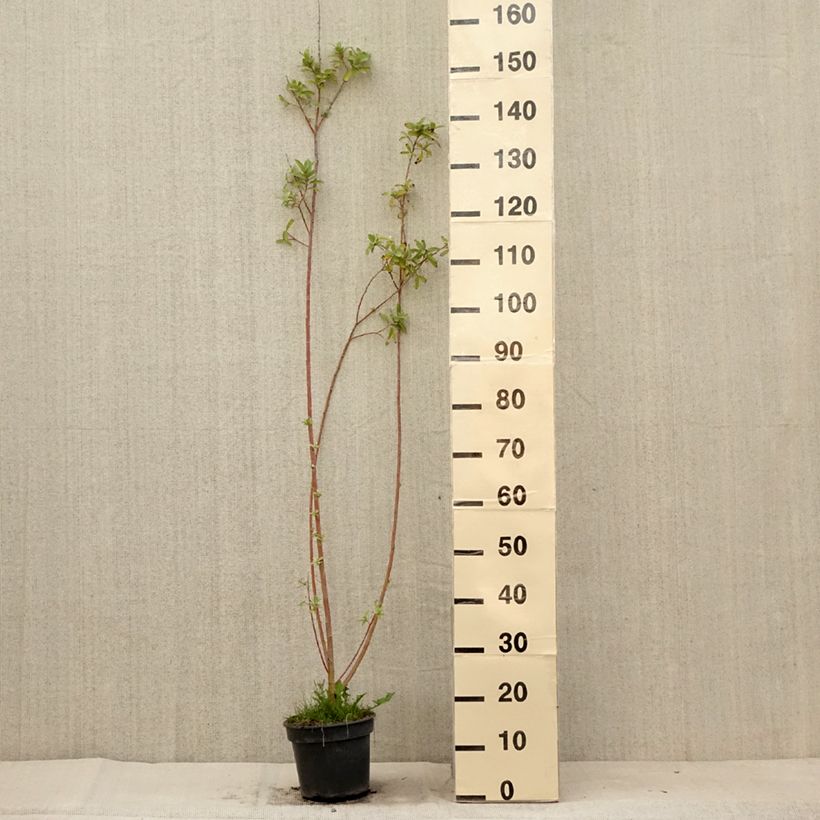 Salix gracilistyla - Black Willow 3L/4L pot sample as delivered in summer