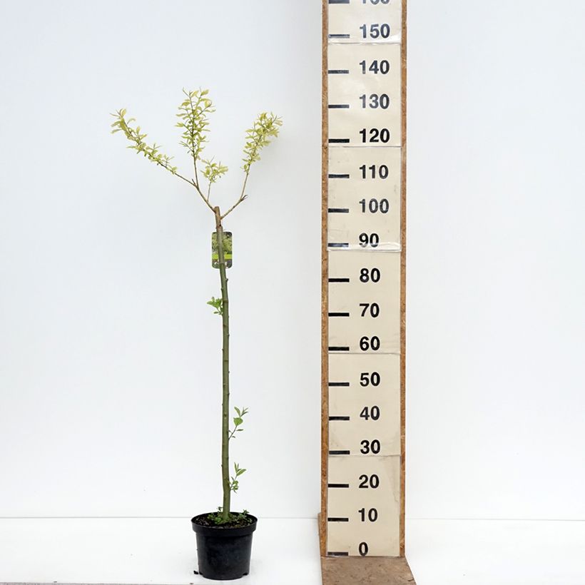 Salix caprea Ogon - Goat Willow 3L/4L pot, Standard sample as delivered in spring