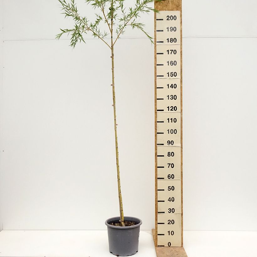 Salix alba Tristis - White Willow 7.5L/10L pot sample as delivered in spring