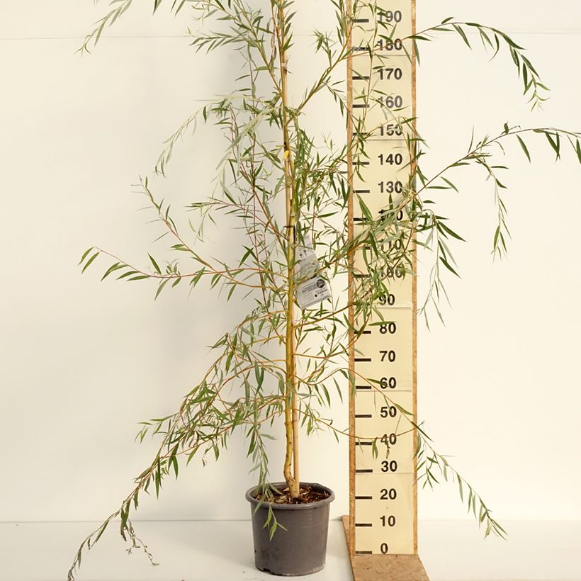 Salix alba Tristis - White Willow 7.5L/10L pot, Sapling sample as delivered in summer