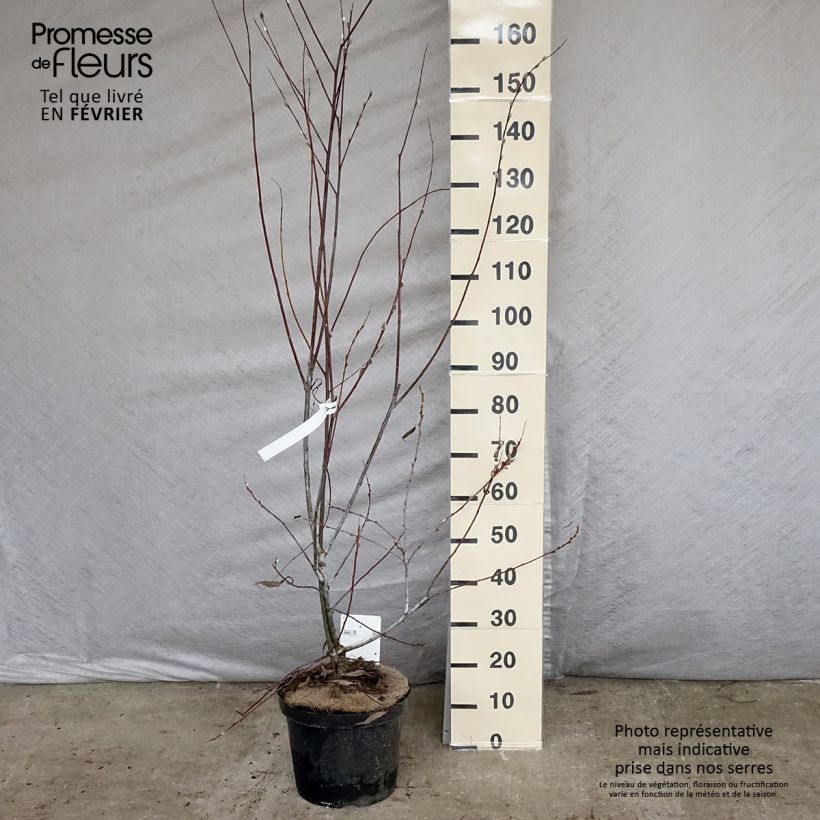Salix acutifolia Blue Streak - Willow 7.5L/10L pot sample as delivered in winter