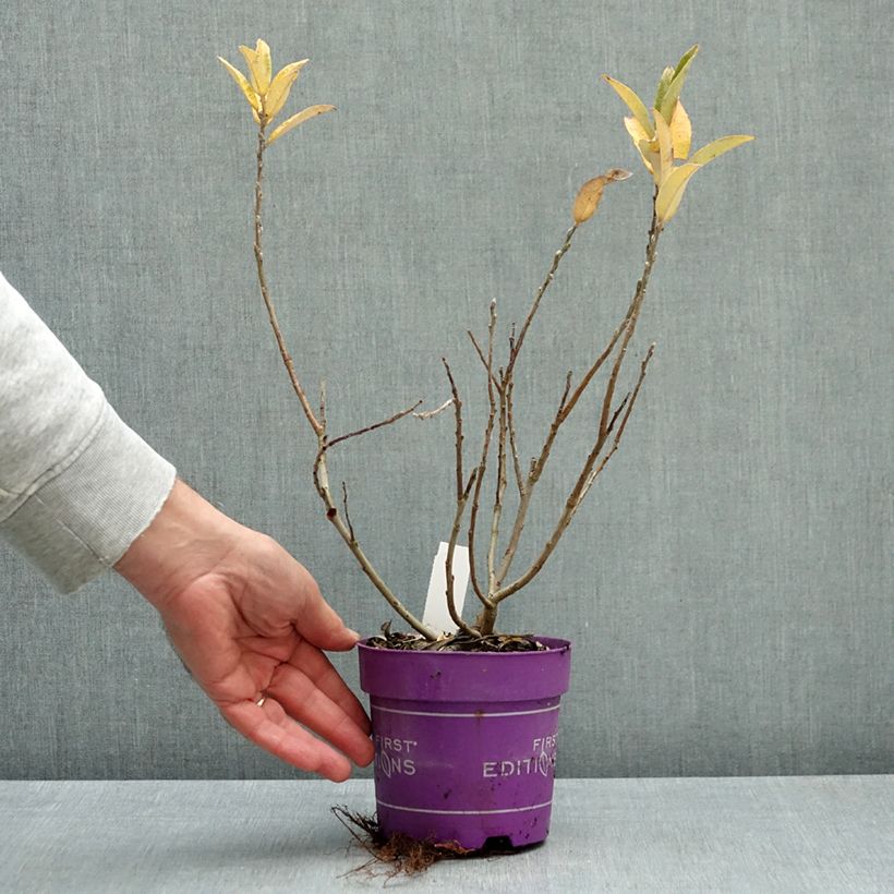 Salix candida Iceberg Alley® - Sageleaf willow 1.5L/2L pot sample as delivered in autumn