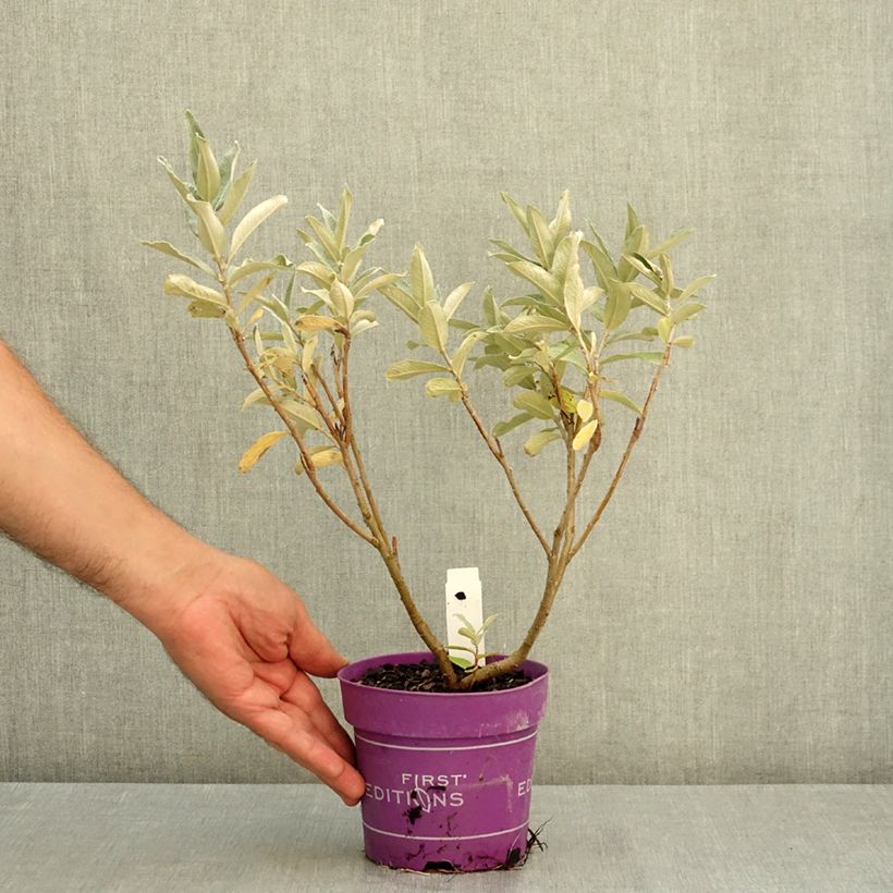 Salix candida Iceberg Alley® - Sageleaf willow 1.5L/2L pot sample as delivered in summer