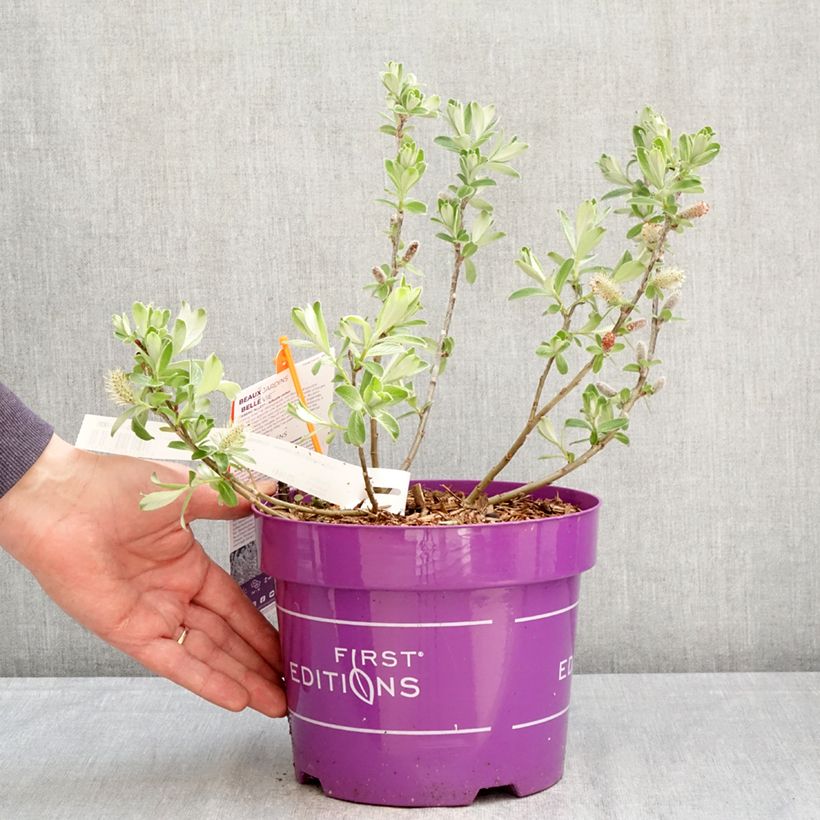 Salix candida Iceberg Alley® - Sageleaf willow 3L/4L pot sample as delivered in spring