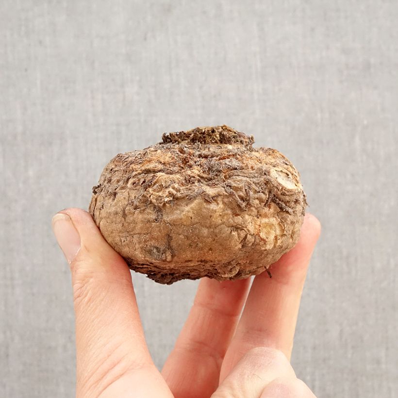 Sauromatum venosum Bulb size 20+ sample as delivered in spring