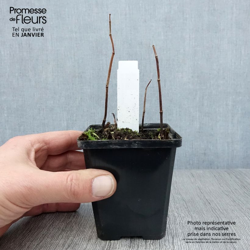 Saururus cernuus 8/9 cm pot sample as delivered in winter