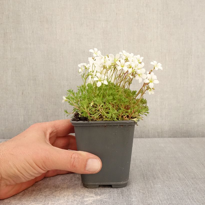 Saxifraga arendsii Adebar 8/9 cm pot sample as delivered in spring