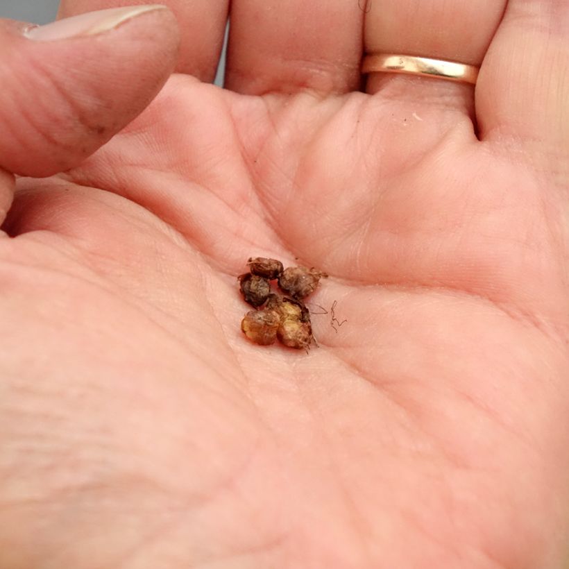 Saxifraga granulata Flore Pleno Bulb size I sample as delivered in spring