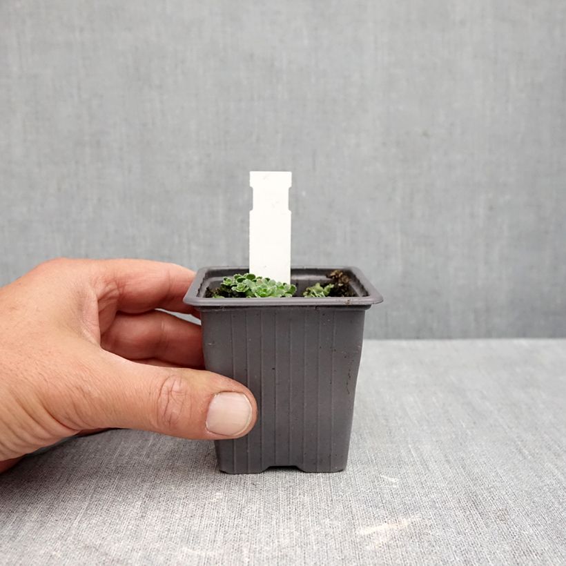 Saxifraga paniculata var. minutifolia Minutifolia 8/9 cm pot sample as delivered in autumn