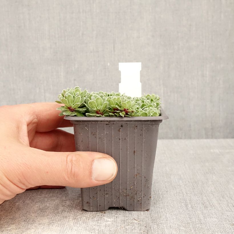 Saxifraga paniculata var. minutifolia Minutifolia 8/9 cm pot sample as delivered in spring