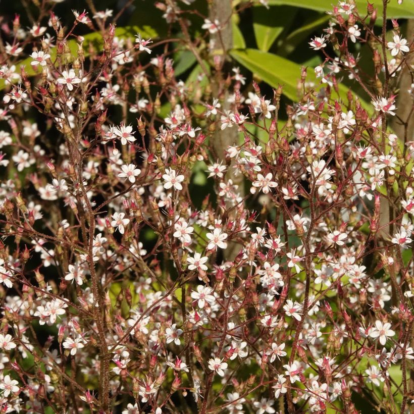 Saxifraga x urbium Aureopunctata (Flowering)