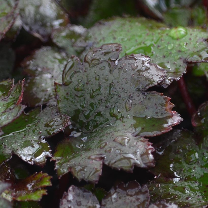 Saxifraga cortusifolia Black Ruby (Foliage)