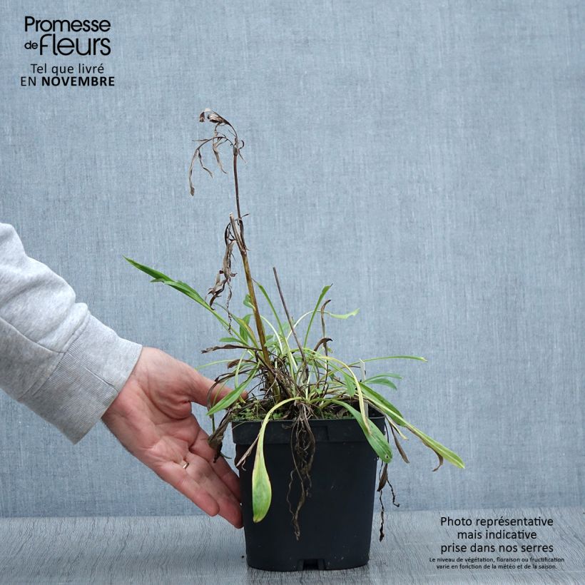 Scabiosa caucasica Alba 2L/3L pot sample as delivered in autumn