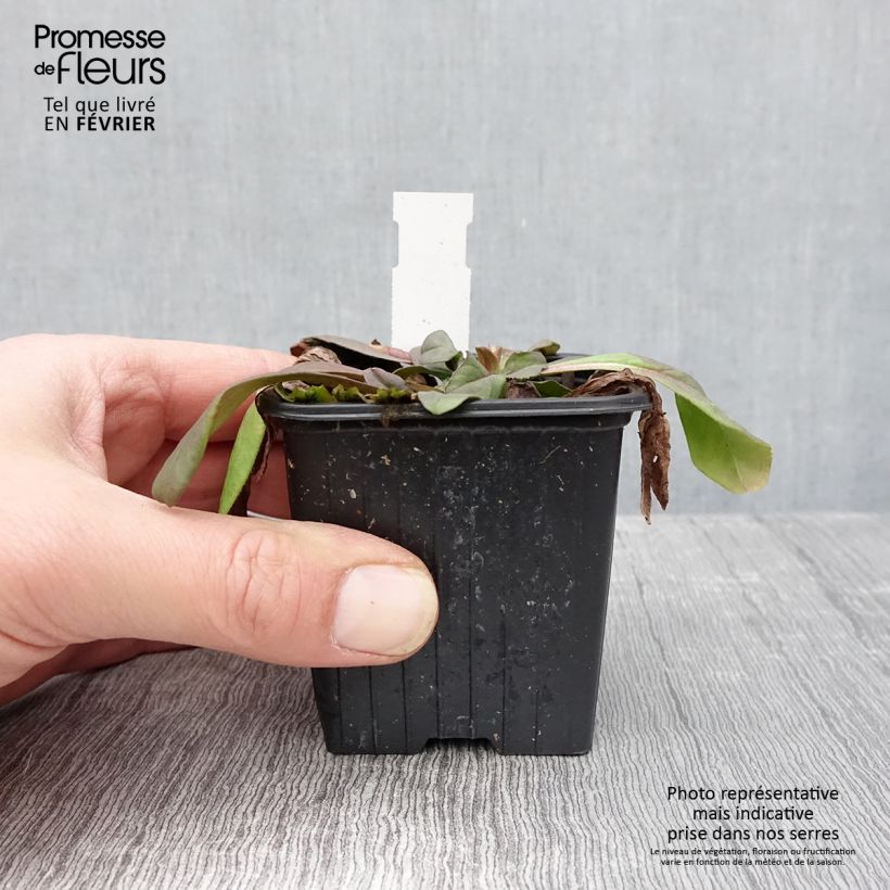 Scabiosa canescens 8/9 cm pot sample as delivered in winter