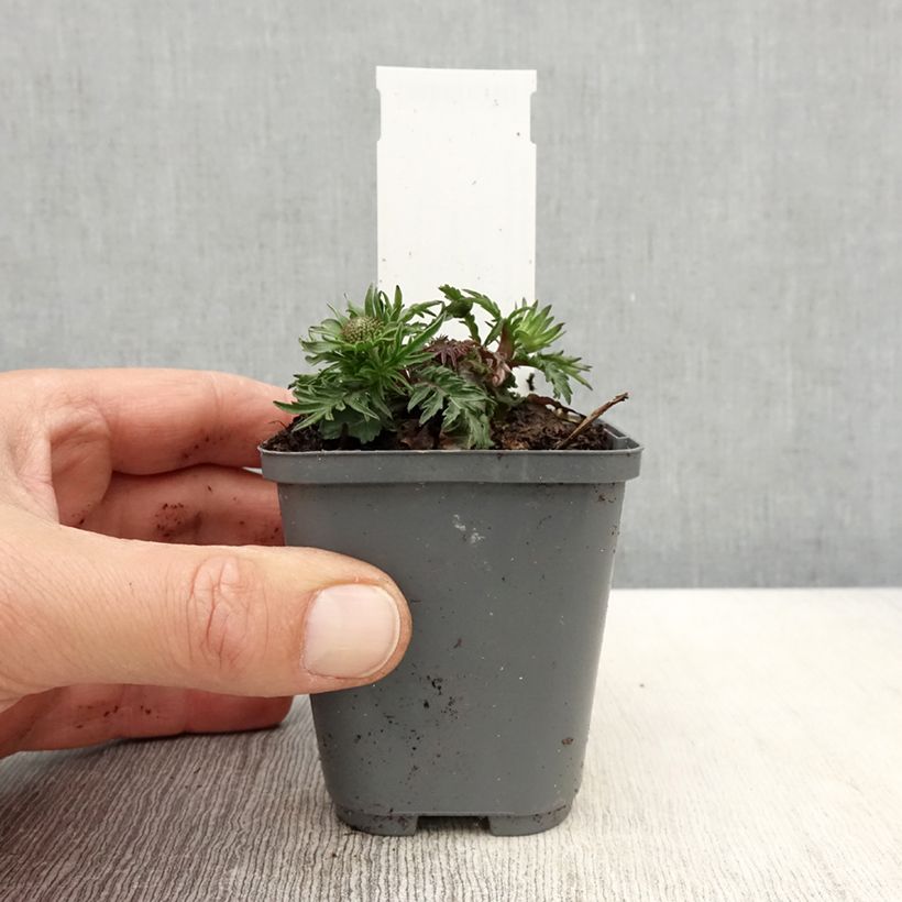 Scabiosa columbaria Pincushion Pink 8/9 cm pot sample as delivered in spring