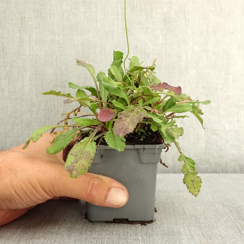 Scabiosa columbaria Nova® Dew Drops - Small scabious 8/9 cm pot sample as delivered in summer