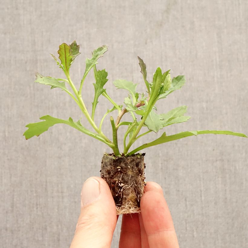 Scaevola aemula Baby Pink Touch Plug plant 3/4cm sample as delivered in spring