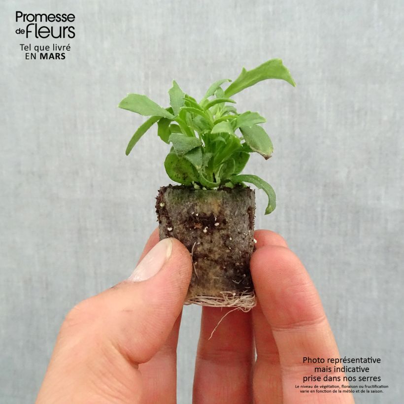 Scaevola aemula Blue Touch Plug plant 3/4cm sample as delivered in spring