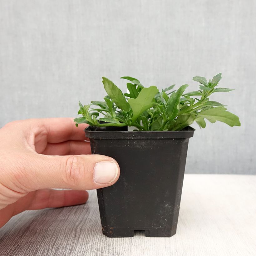 Scaevola aemula Surdiva White 8/9 cm pot sample as delivered in spring