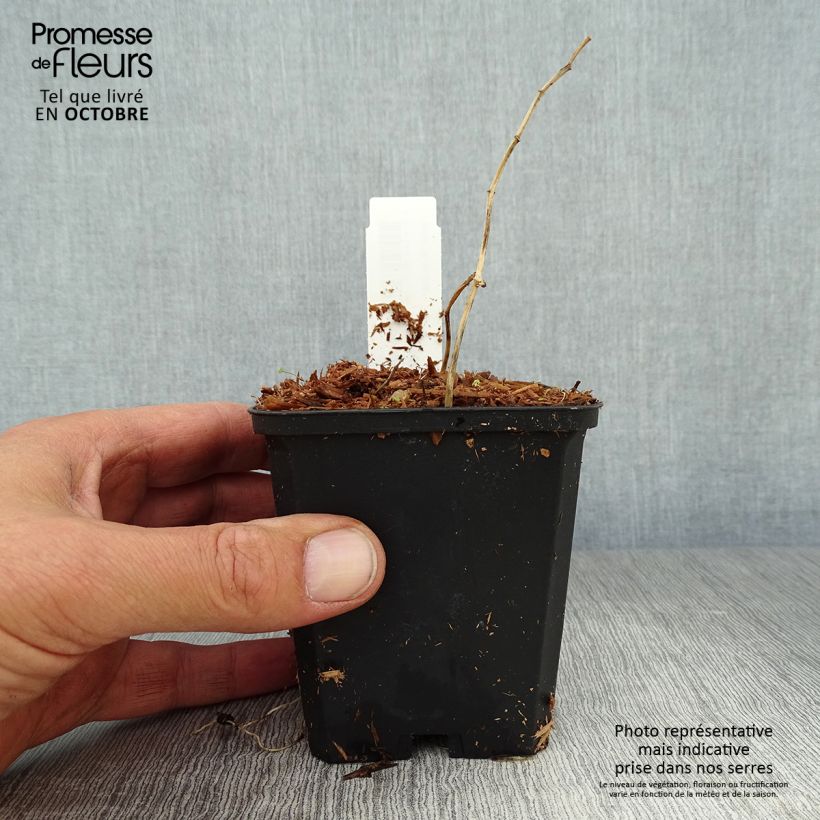 Polygonatum falcatum Variegatum - Solomon's Seal 8/9 cm pot sample as delivered in autumn