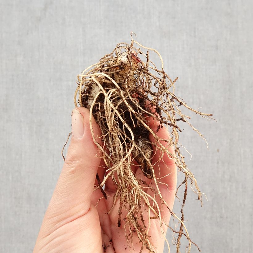 Polygonatum multiflorum - Solomon's Seal Bare root sample as delivered in winter