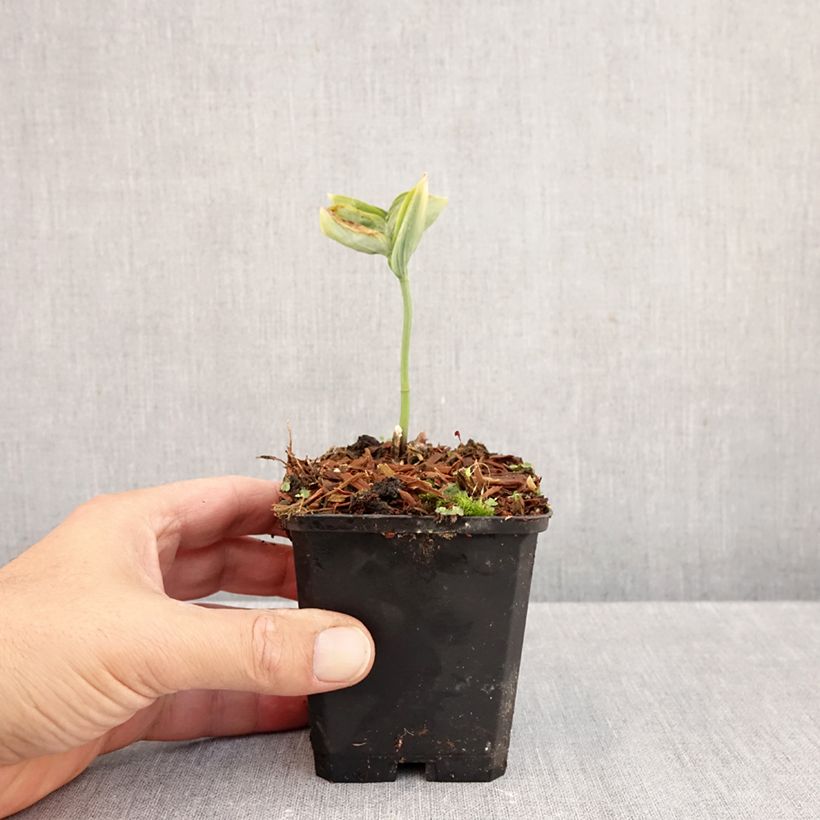 Polygonatum odoratum - Solomon's Seal 8/9 cm pot sample as delivered in autumn