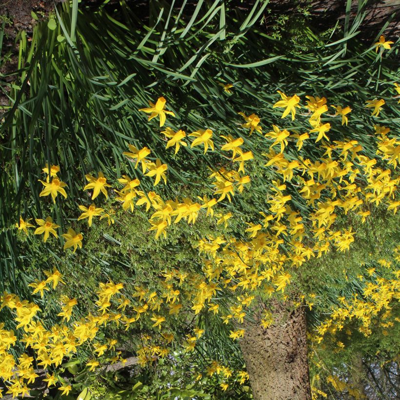 Narcissus cyclamineus Rapture (Plant habit)
