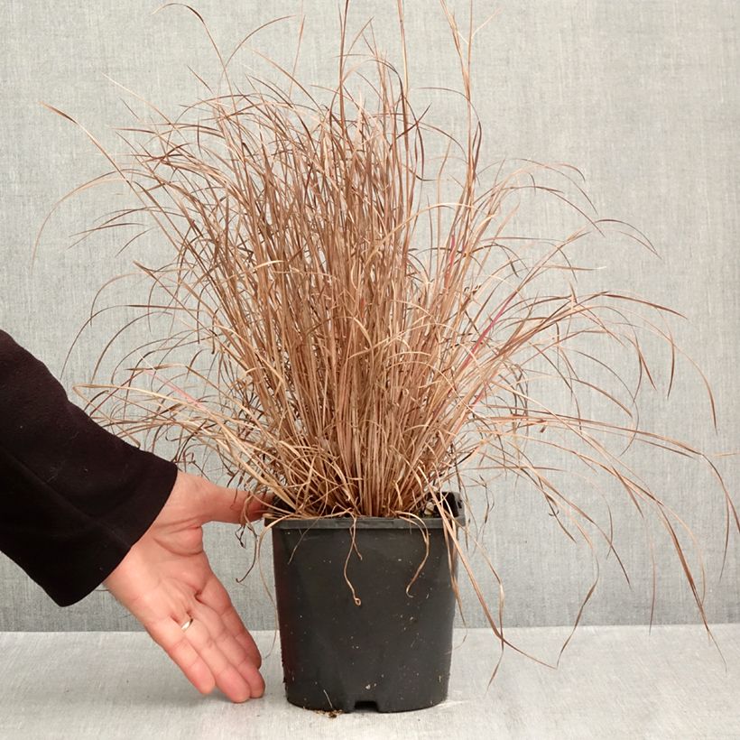 Schizachyrium scoparium Colorado 2L/3L pot sample as delivered in autumn