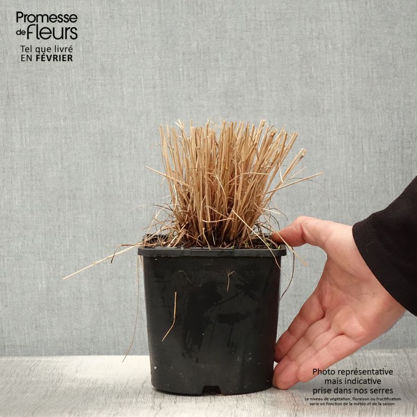 Schizachyrium scoparium Colorado 2L/3L pot sample as delivered in winter