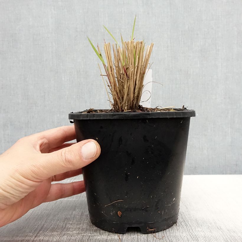 Schizachyrium scoparium Colorado 2L/3L pot sample as delivered in spring