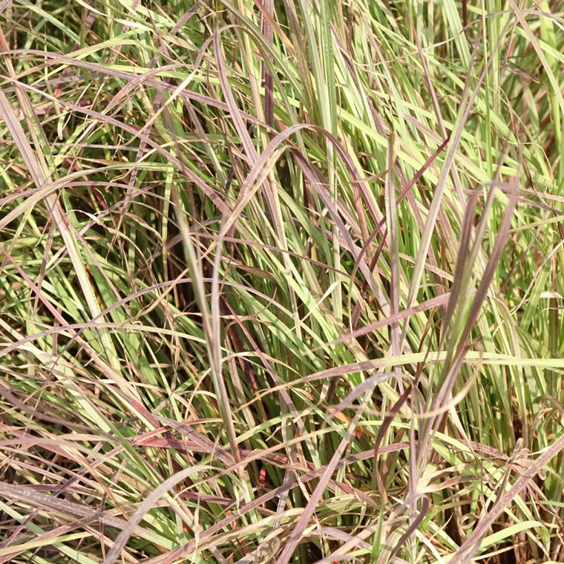Schizachyrium scoparium Colorado (Foliage)