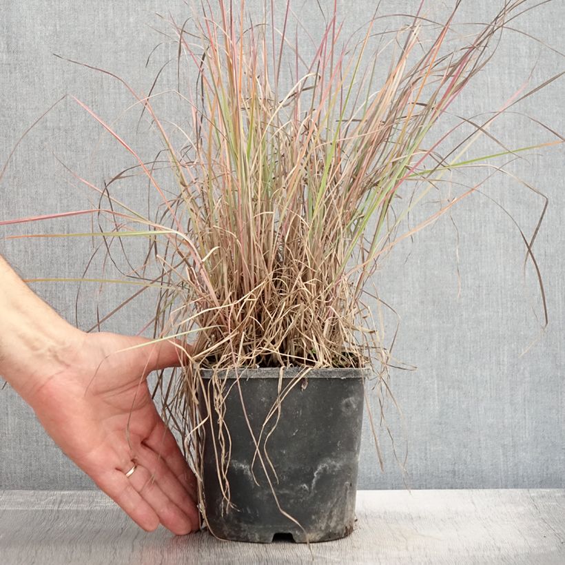 Schizachyrium scoparium Blue Heaven 2L/3L pot sample as delivered in autumn