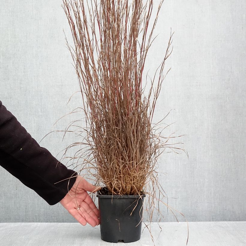 Schizachyrium scoparium Chameleon 2L/3L pot sample as delivered in autumn