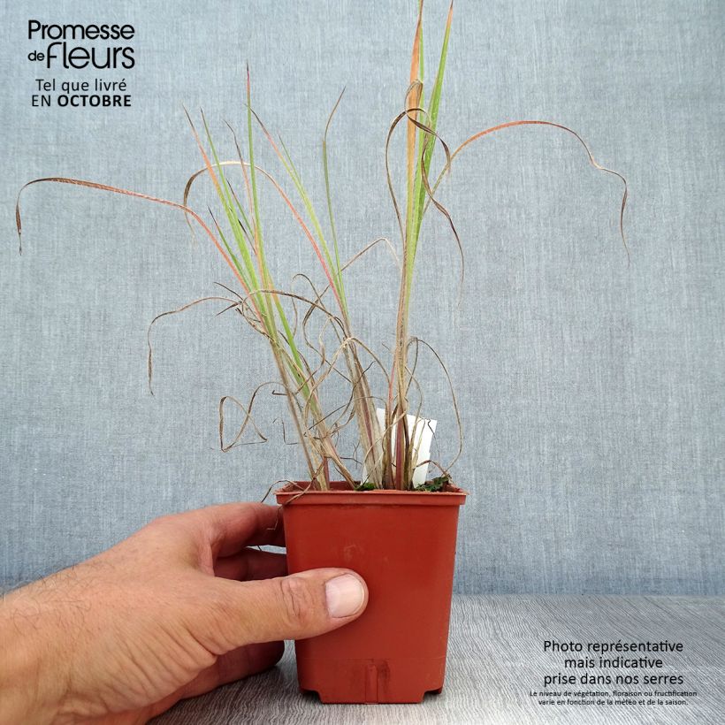 Schizachyrium scoparium Ha Ha Tonka 8/9 cm pot sample as delivered in autumn