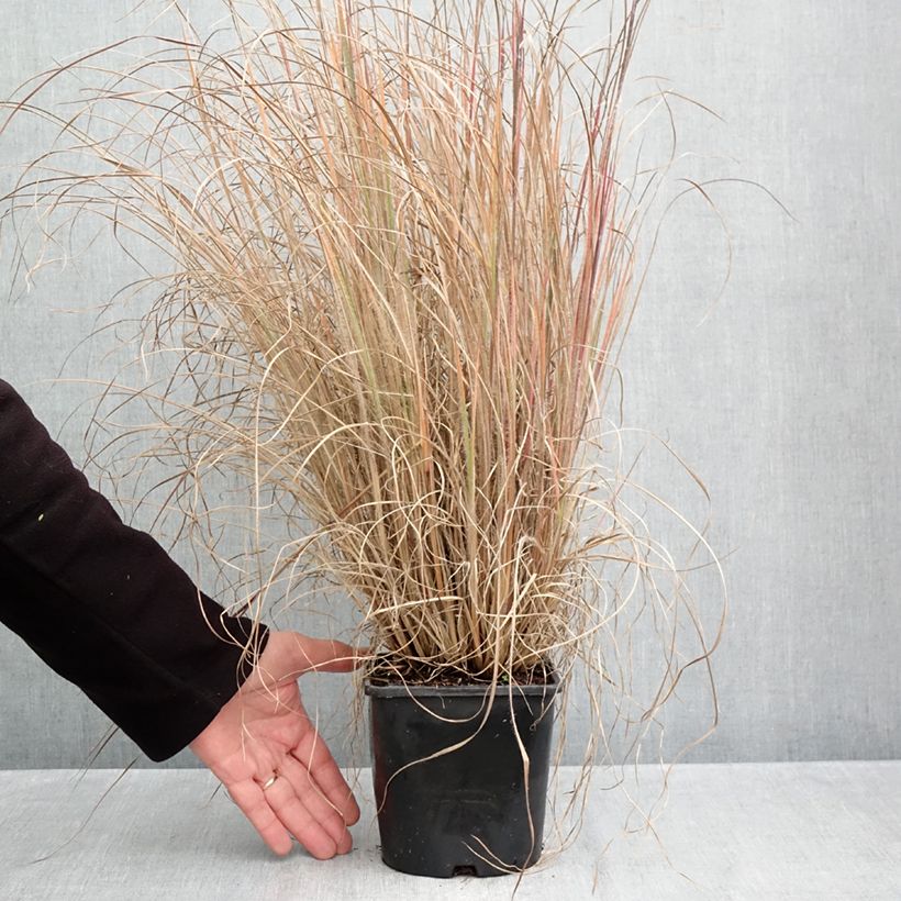 Schizachyrium scoparium Ha Ha Tonka 2L/3L pot sample as delivered in autumn