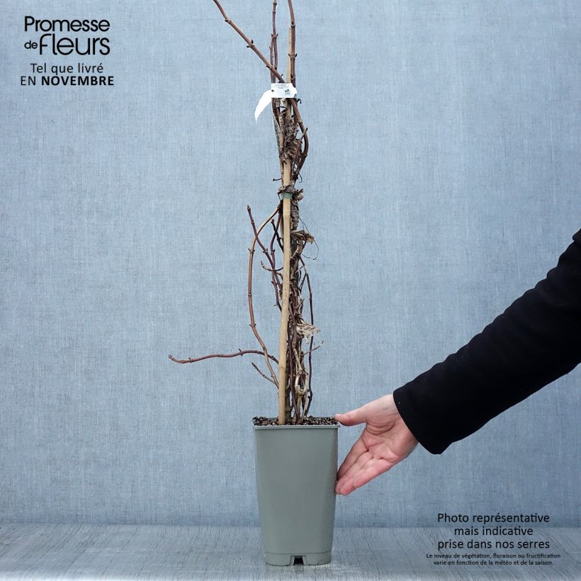 Schizophragma hydrangeoides Burst of Light 2L/3L pot sample as delivered in autumn
