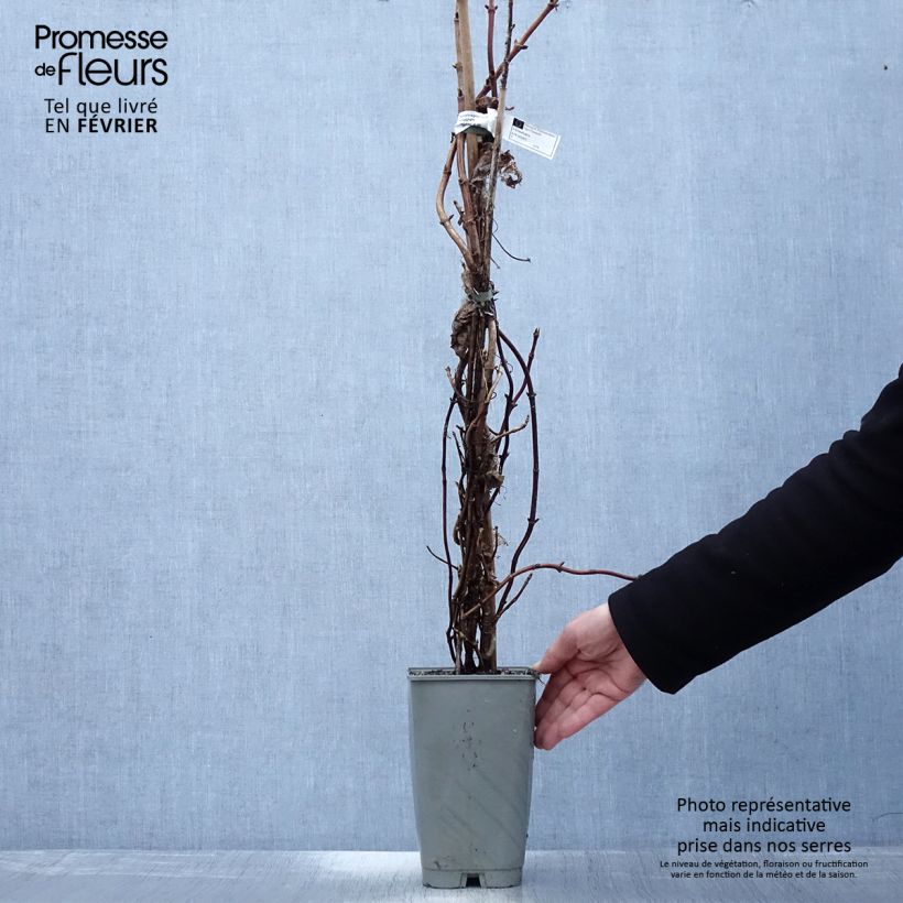 Schizophragma hydrangeoides Burst of Light 2L/3L pot sample as delivered in winter