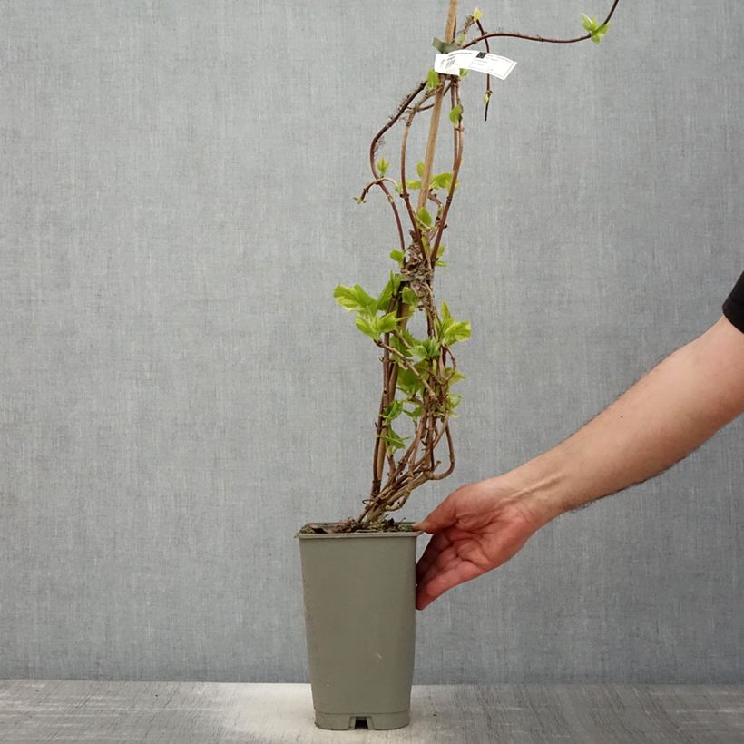 Schizophragma hydrangeoides Burst of Light 2L/3L pot sample as delivered in spring