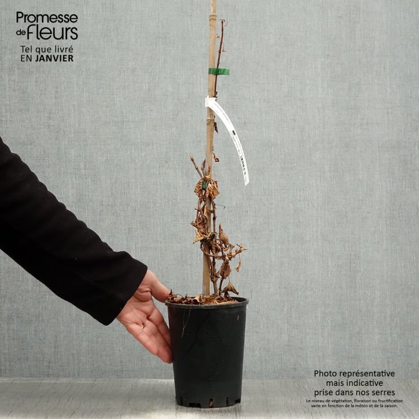 Schizophragma hydrangeoides 2L/3L pot sample as delivered in winter