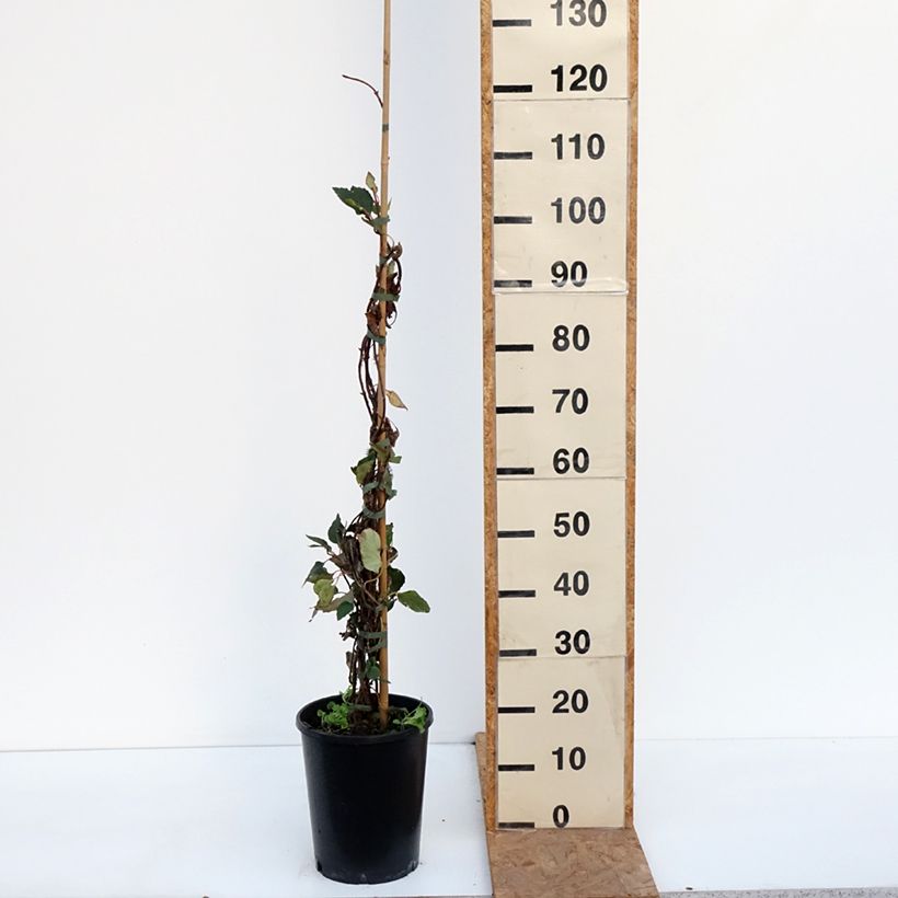 Schizophragma hydrangeoides Rose Sensation 6L/7L pot sample as delivered in autumn