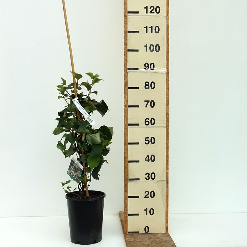 Schizophragma hydrangeoides Rose Sensation 6L/7L pot sample as delivered in summer