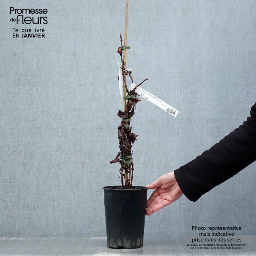 Schizophragma hydrangeoides Snow Sensation 3L/4L pot sample as delivered in winter