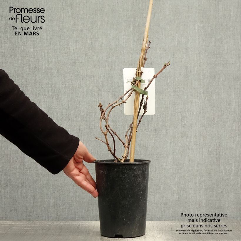 Schizophragma hydrangeoides Snow Sensation 3L/4L pot sample as delivered in spring