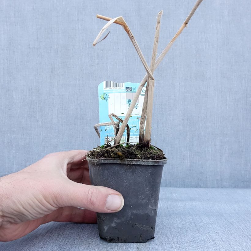 Schoenoplectus lacustris 8/9 cm pot sample as delivered in winter