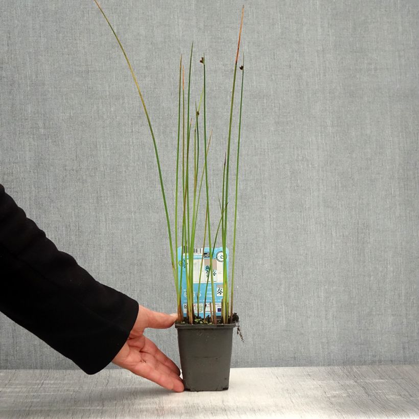 Schoenoplectus lacustris 8/9 cm pot sample as delivered in spring