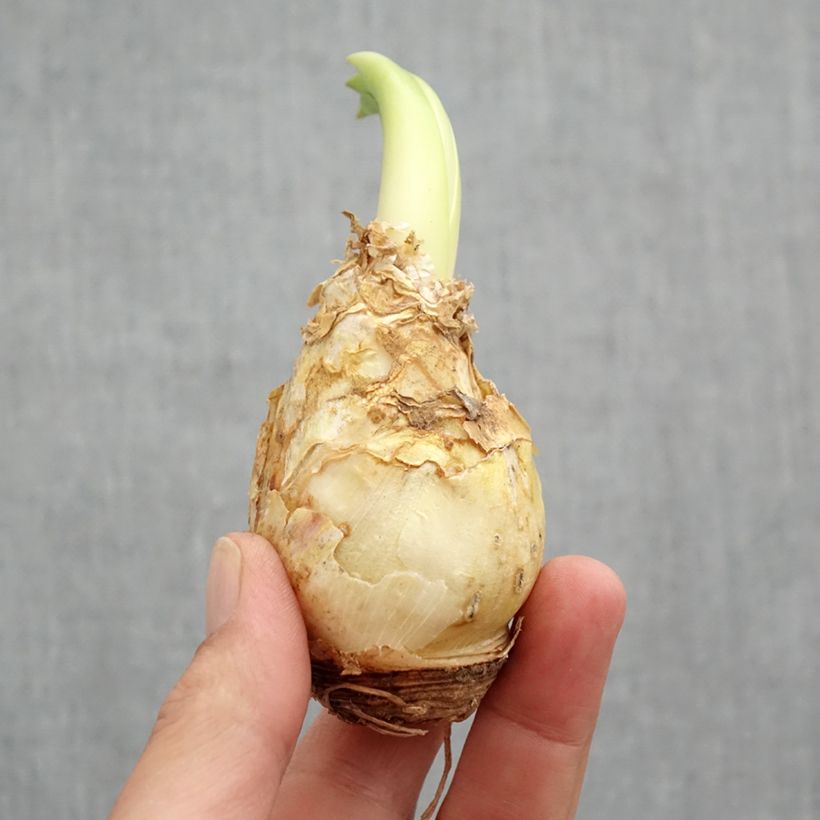 Scilla peruviana  Bulb size 16/18 sample as delivered in spring