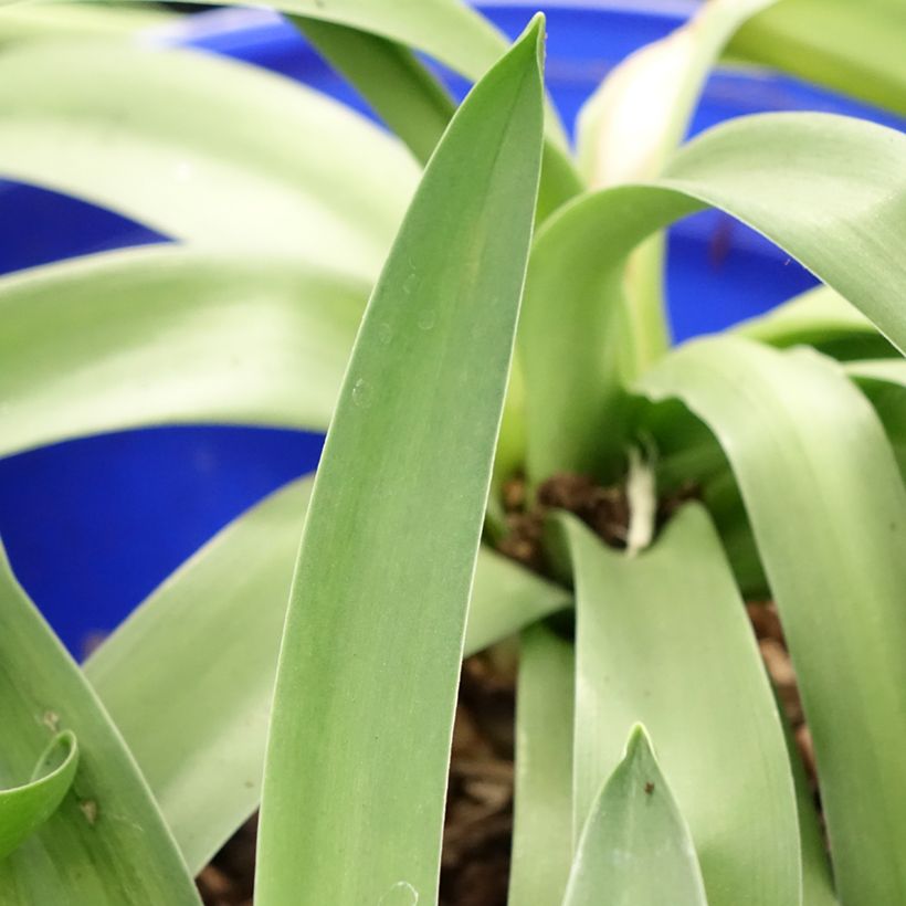 Scilla peruviana  (Foliage)