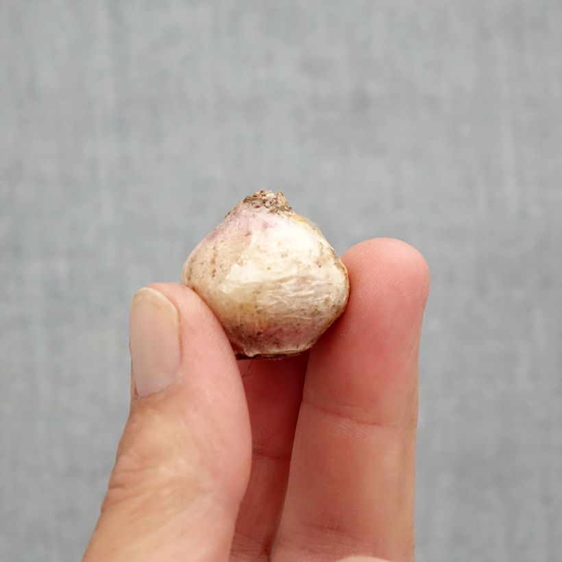 Scilla mischtschenkoana 'Tubergeniana' Bulb size 8+ sample as delivered in spring