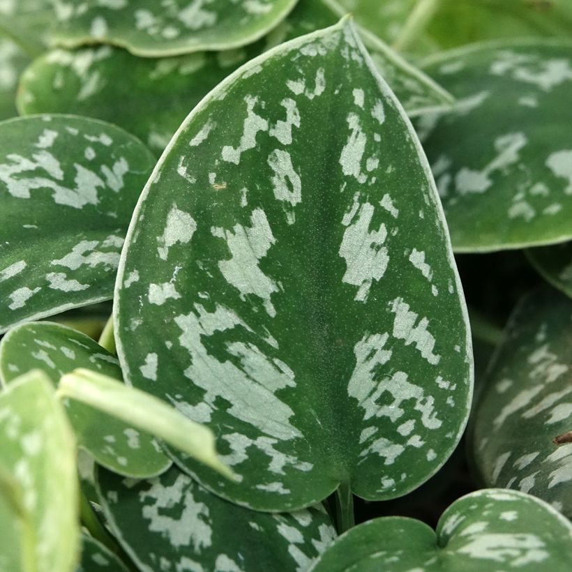 Scindapsus pictus - Silver pothos (Foliage)