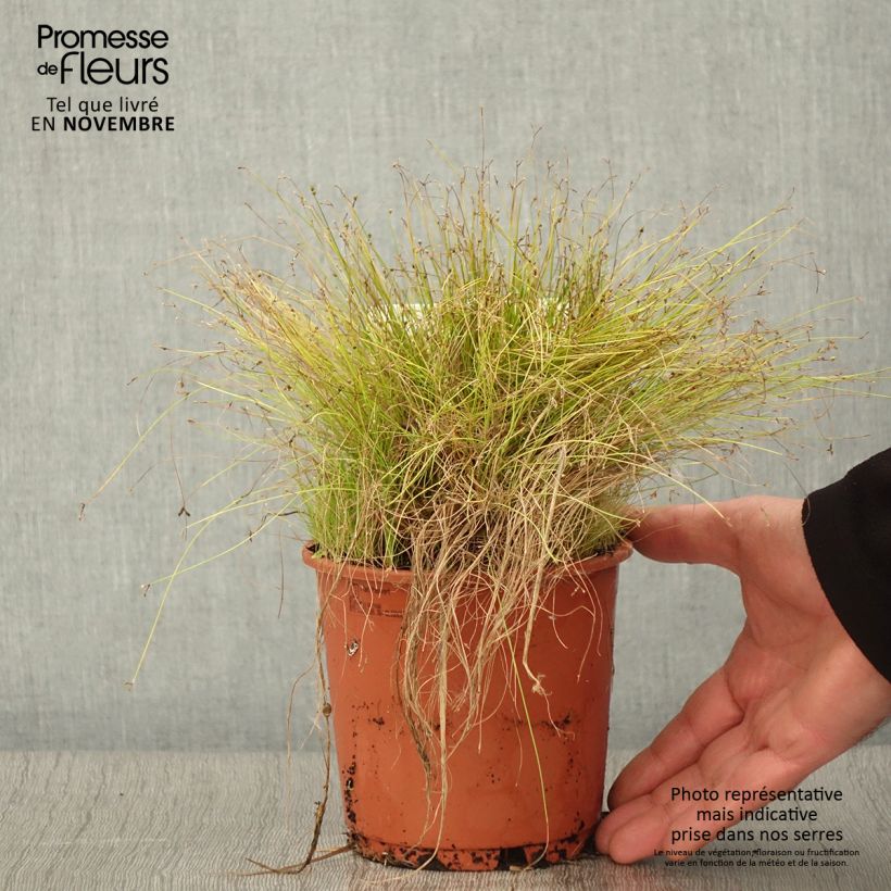 Scirpus cernuus - Fibre Optic Grass 1L/1.5L pot sample as delivered in autumn
